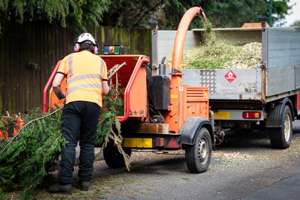 Best Lawn Renovation and Restoration  in Lakeview, GA