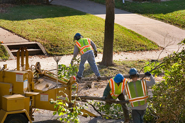 Tree and Shrub Care in Lakeview, GA