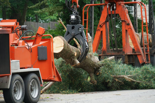 How Our Tree Care Process Works  in  Lakeview, GA